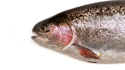 Купить лосось (сёмга) атлантический (5-6 кг/штука) с/м, весовой. с  доставкой по выгодной цене | FISH-PROM.RU