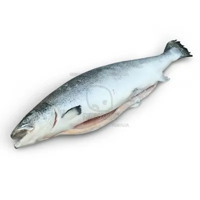 В России начал дешеветь лосось — РБК