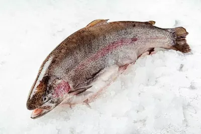 Рыба Лосось - «Лосось домашнего посола — это вкусно, просто и недорого! +  блюда из лосося. » | отзывы