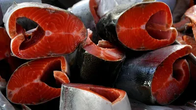 Лосось - самая храбрая рыба в мире | Пикабу