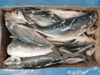 Сёмга (Лосось) 2-3 кг Премиум CERMAQ (Чили) купить по выгодным ценам в  Киеве, заказать Рыба деликатесных сортов онлайн в интернет магазине  морепродуктов ribka.ua