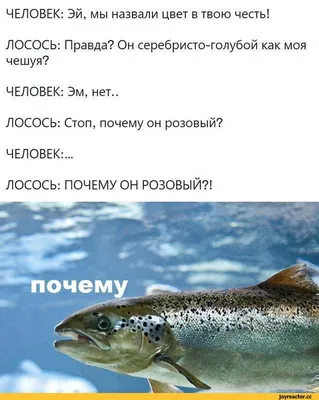 Свежий лосось охлажденный купить в СПб