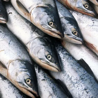 Кахавай не разделанная (австралийский лосось) - Морепродукты и рыба –  купить с доставкой в СПб