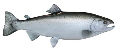 Виды лосося: какой лосось используется в суши? - Roll Club