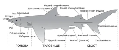 В Поисках Немо (Ожидание и Реальность) | Пикабу