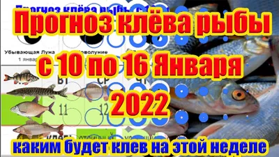 Подводный мир. Ч-3. Луна-рыба у кораллового рифа (Александр Зинковский) /  Проза.ру