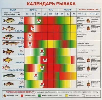 На тихоокеанском побережье острова Кунашир найдена рыба-луна - Фото на  главной странице: Обыкновенная рыба-луна (Mola-mola). Автор: Евгений  Козловский.