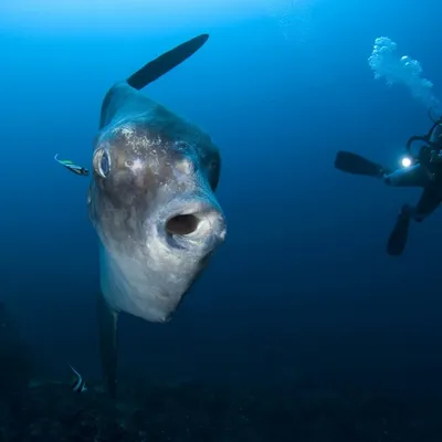 10 самых больших когда-либо пойманных морских существ | Аква-Космос | Дзен