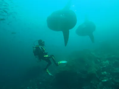 Nusa penida и рыба луна» — фотоальбом пользователя AlexOk на Туристер.Ру