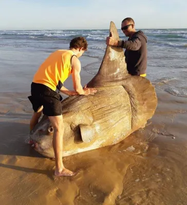 Такой рыбы вы еще не видели: на берег Австралии выбросило гиганта -  21.03.2019, Sputnik Беларусь