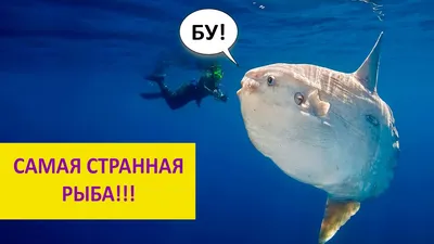 Рыба-луна: очень странная рыба! Наталья Носова - YouTube