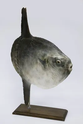 Новое поступление в фонды музея – муляж луны-рыбы Государственный  Дарвиновский музей