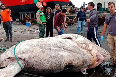 Биологи признали 2,7-тонную рыбу-луну самой тяжелой в мире - Газета.Ru |  Новости