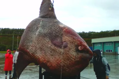 На Сахалине рыбаки выловили из моря рыбу-луну весом больше тонны - KP.RU