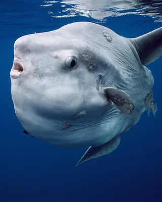 Рыба луна Одна из менее исследованных рыб мирового океана. Несмотря на то,  что она привлекает внимание своим внешним видом, она остаётся… | Instagram