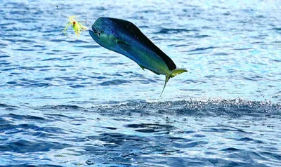 Китай Seafrozen Mahi Mahi Поставщики, Фабрика - Оптовая торговля  Морепродукты - CAHARBOR