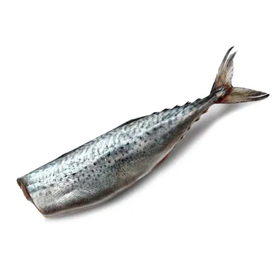 Флорида » Макрель тихоокеанская (Mackerel, Pacific sierra,  Scomberomorussierra)