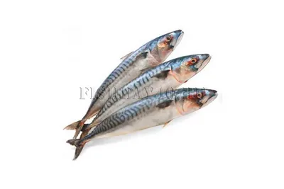 Коста-Рика » Макрель тихоокеанская (Mackerel, Pacific sierra,  Scomberomorussierra)