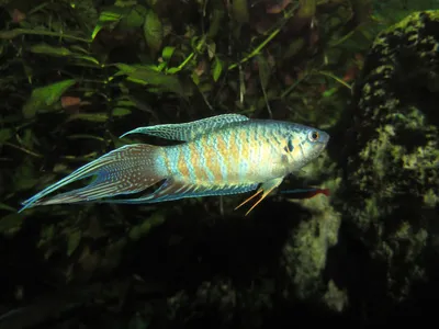 Макропод (Macropodus opercularis): описание, содержание и уход, разведение,  фото