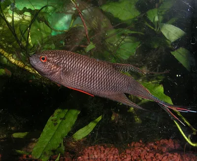 Макропод черный 🐠: фото, видео, содержание, разведение, купить