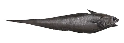 Рыба Макрурус Фото Цена И Отзывы – Telegraph