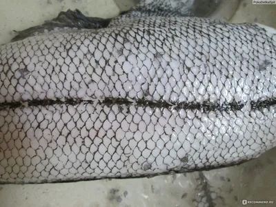 Рыбы наших вод - Северный макрурус Macrourus berglax... | Facebook