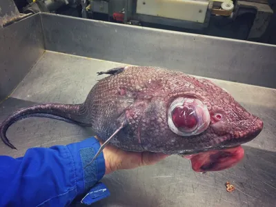 МАКРУРУС 🦈 Друзья, у нас вновь появилась в продаже вкусная рыбка МАКРУРУС!🦈  Пробовали её?) Самая низкокалорийная рыба в мире (всего… | Instagram