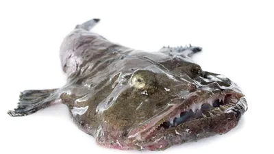 Рыба гренадер (малоглазый макрурус)