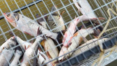 Штраф в три миллиона тенге грозит казахстанцу за вылов одной рыбы: 02 мая  2023, 20:59 - новости на Tengrinews.kz