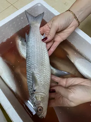 Рыба маринка - YouTube