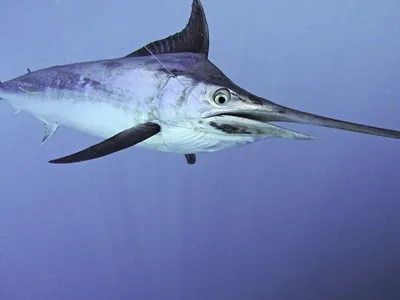 Марлин рыба (51 фото) | Salt water fishing, Marlin fishing, Blue marlin