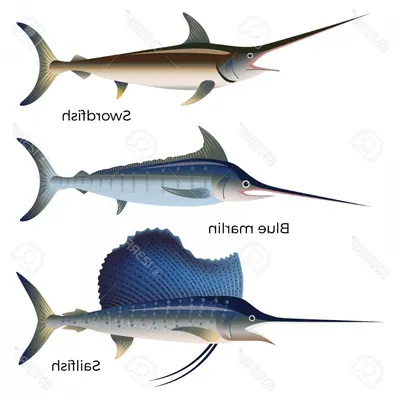 Vodnyy Mir - Рыба-меч и марлин - самыме быстрые рыбы в океане, достигая  скорости до 121 км/ч рывками, голубой тунец может достигать поддерживаемую  скорость до 90 км/ч. Голубой кит является самым крупным
