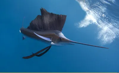 черный марлин рыба под водой с открытым ртом, картинка рыбы меч, рыба меч,  рыбы фон картинки и Фото для бесплатной загрузки