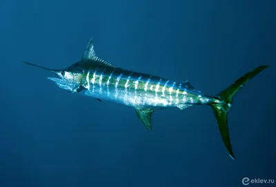 Красивая лучеперая рыба Голубой …» — создано в Шедевруме