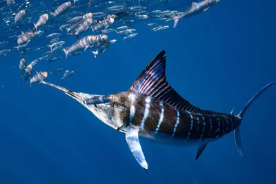 Рыба меч в средиземном море - 64 фото