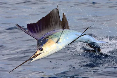Рыба-голубой марлин с открытым ртом и длинным хвостом | Премиум Фото