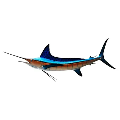 Флорида » Голубой марлин (Blue marlin, Makaira nigricans)