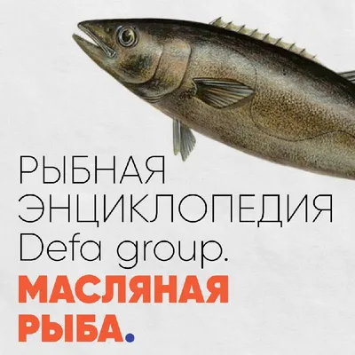 Рыбная энциклопедия: Масляная рыба | Defa group