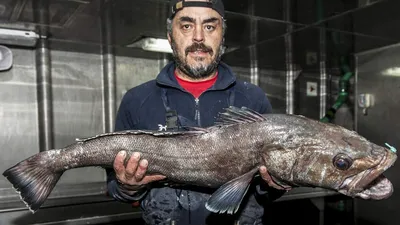 Рыба Масляная - «Тайна оранжевого масла из попы! Никогда не покупайте  замороженную рыбу масляная, если не хотите стать автономным маслозаводом!  Что делать, когда последствия съедения настали, чем выводить пятна» | отзывы