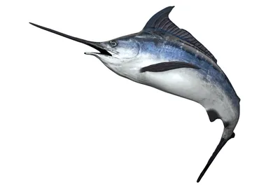 Рыба-меч - Atlantic-UMMA