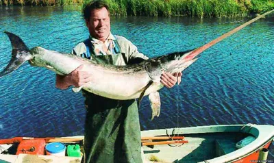 Рыба-меч - рыболовные гиды Словении