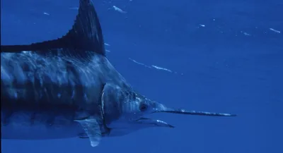 Рыба меч- одна из самых агрессивных рыб в мире, 4,5 метра в длину и весом  650 кг | ЖИВОТНЫЙ МИР | Дзен