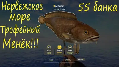 Трофейный Менёк на Норвежском море! рр4 - YouTube