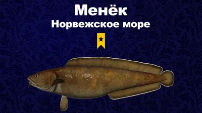 АКТИВНЫЙ КЛЁВ МЕНЬКИ + ТРОФЕЙ | Норвежское море | РР4 | #рр4 #rr4  #русскаярыбалка4 #рыбалка #трофей - YouTube