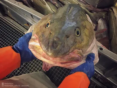 Морские чудища в северо-западных широтах — фотоподборка самых шокирующих рыб  - 23 октября 2022 - Фонтанка.Ру