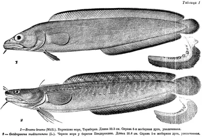 Brosme brosme (Ascanius, 1772)