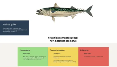 ВИДЫ РЫБ - Морская рыбалка