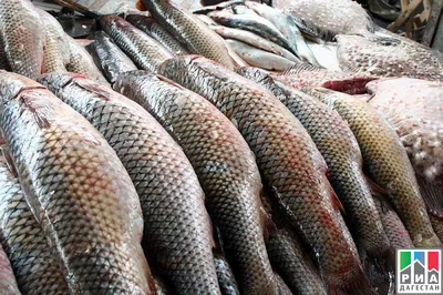 В России подешевела красная рыба: Рынки: Экономика: Lenta.ru