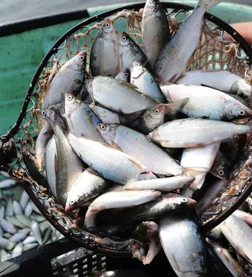 Российская рыба из-за санкций продается на 10% дешевле - Рамблер/финансы