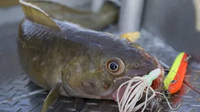Власти снизили ставку экспортной пошлины на рыбу до 5,5% — РБК